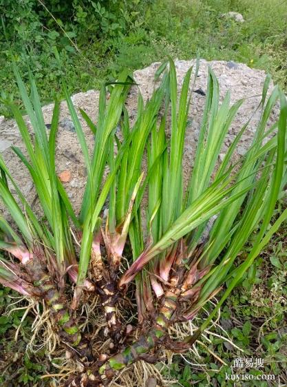 湖北本草臻源標(biāo)準(zhǔn)化生產(chǎn)保障石菖蒲產(chǎn)業(yè)行穩(wěn)致遠(yuǎn)