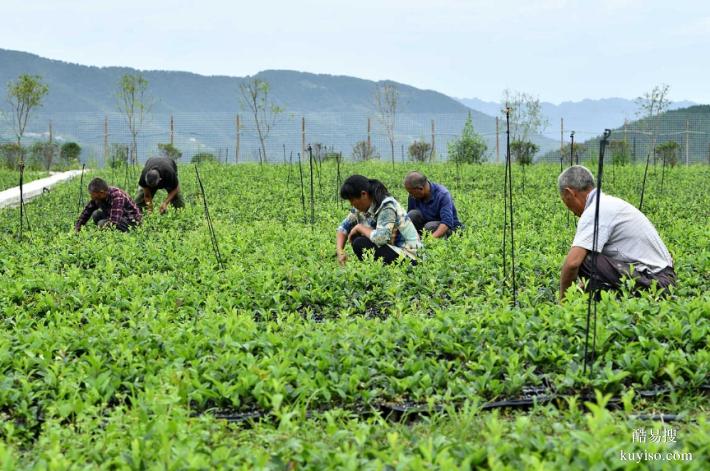 湖北本草臻源全株利用，蒼術(shù)渾身都是寶