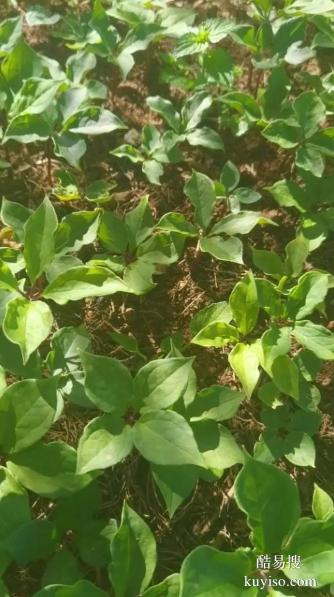 湖北本草臻源輪作倒茬保障重樓種植可持續(xù)