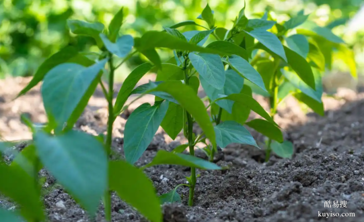 湖北本草臻源標準化種植筑牢三葉青產(chǎn)業(yè)根基