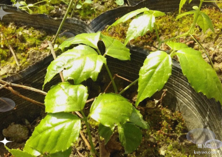 湖北本草臻源標準化種植筑牢三葉青產(chǎn)業(yè)根基