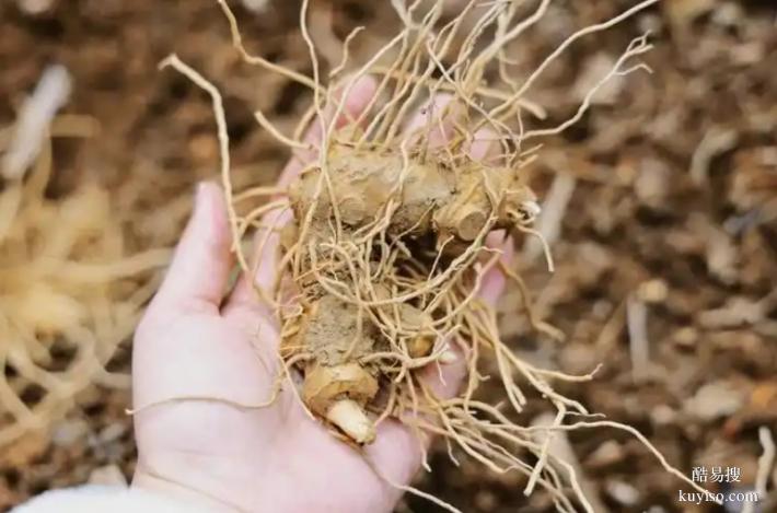 湖北本草臻源標(biāo)準(zhǔn)體系保障黃精產(chǎn)業(yè)行穩(wěn)致遠(yuǎn)