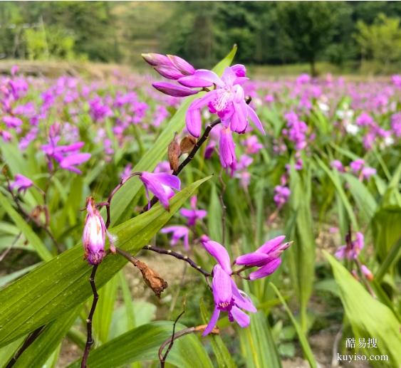 湖北本草臻源標(biāo)準(zhǔn)體系保障白芨產(chǎn)業(yè)行穩(wěn)致遠(yuǎn)