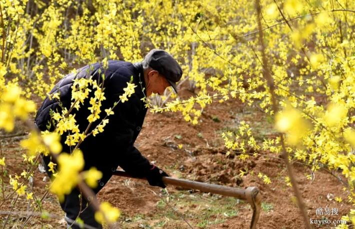 湖北本草臻源連翹葉開發(fā)利用拓展產(chǎn)業(yè)新領(lǐng)域