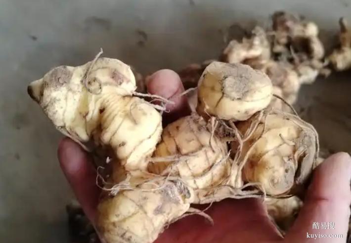 湖北本草臻源標(biāo)準(zhǔn)體系保障黃精產(chǎn)業(yè)行穩(wěn)致遠(yuǎn)