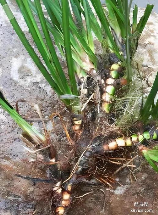 湖北本草臻源標(biāo)準(zhǔn)化生產(chǎn)保障石菖蒲產(chǎn)業(yè)行穩(wěn)致遠(yuǎn)