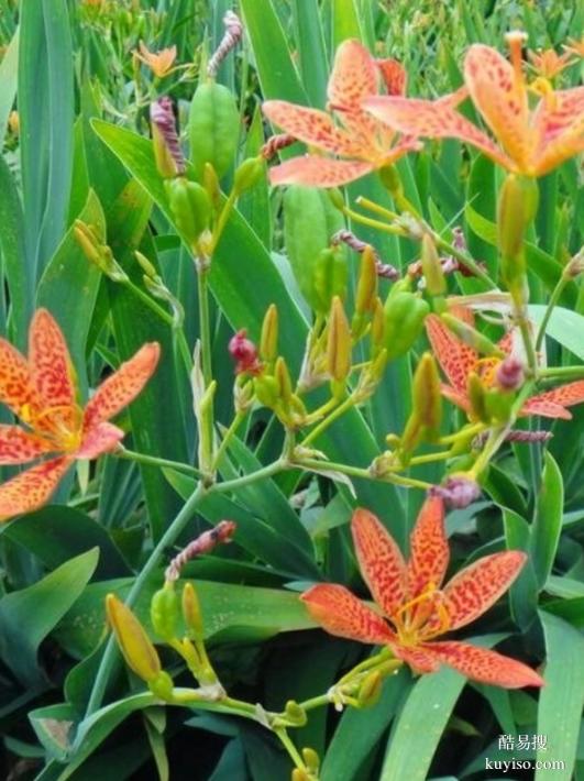 湖北本草臻源 標(biāo)準(zhǔn)化種植筑牢射干產(chǎn)業(yè)根基