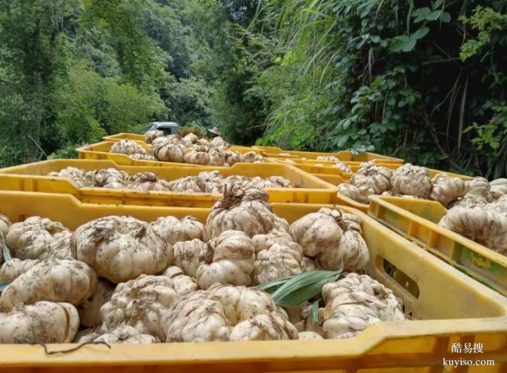 湖北本草臻源農(nóng)旅融合百合花開迎客來