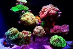 北京观赏鱼送货上门鱼缸清理鱼缸养护清洗各种鱼缸