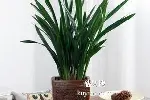 房山区花卉租摆公司