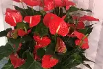 北京朝阳区绿植租摆公司