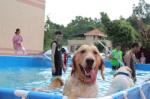 惠州市训犬学校 比较转专业的宠物训练基地 惠狗狗训练学校