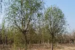 新疆北屯7公分垂柳价格,柳树