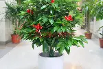 北京花卉租摆花卉租赁花卉养护