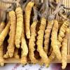 九江市回收冬虫夏草-1公斤4000头至5000头是中偏下级