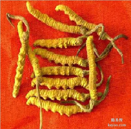 南京市区回收冬虫夏草1公斤2000条至1800条克价格