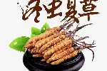 南京市收购鲜干冬虫夏草-1根-1克-1两-1市斤-1公斤价格
