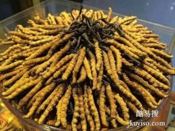 郑州市区回收冬虫夏草1公斤2000条至1800条克价格