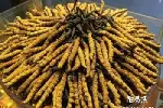 上海市区回收冬虫夏草电话-按产地-质量-等级-论克价格