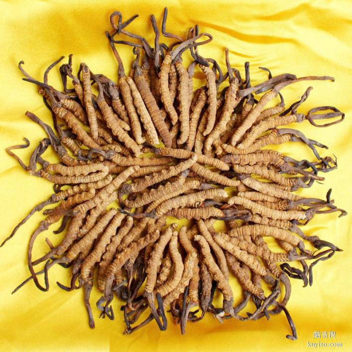 重庆市回收冬虫夏草1公斤2000条至1800条克价格