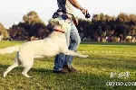天津北辰上门训犬 家庭狗狗行为纠正基地 接送上门