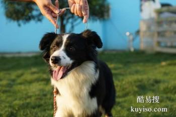 郑州二七宠物训练学校 工作犬行为训练 接送上门