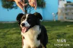 西安莲湖训犬上门训练 警犬训练基地 免费接送上门