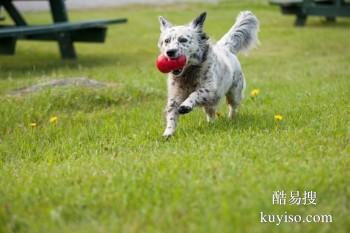 天津滨海新区优质犬只训练基地 专业训犬师