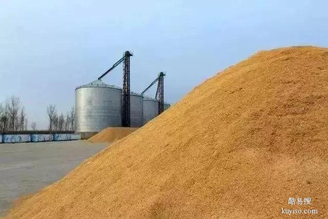 内蒙古长期收购二级玉米