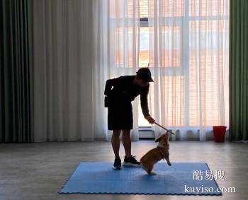 游仙宠物培训机构-游仙宠物训练学校