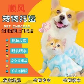 平顶山郏县专业猫狗托运 上门接送 宠物托运至全国