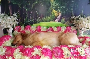 滨州宠物埋葬 宠物服务 宠宝归属联系方式