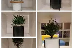天津绿植租摆_办公室植物租赁_绿植租摆_植物租摆_植物租赁