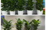 绿植租摆_花卉租赁_植物租赁_办公室绿化_天津绿植园艺有限公司