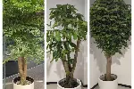 办公室花卉盆栽租赁_办公楼绿植盆栽租摆_室内植物出租 花卉租赁