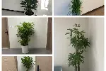 天津河西区绿植租赁丨谷鑫亚泰花场丨绿植租赁丨花卉租摆