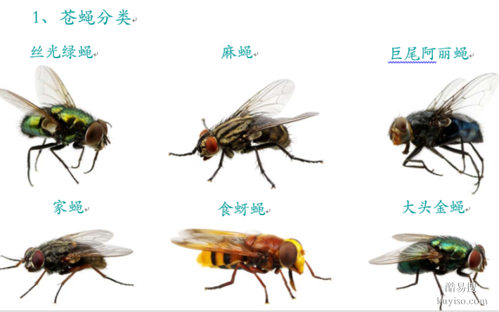 潍坊潍城区虫害评估澳洁虫控威海杀虫