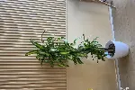 绿植租摆花卉租赁植物租赁办公室绿化天津谷鑫亚泰绿植园艺