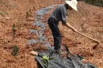 云南防草布报价及图片,益阳果树防草布厂家直销除草布