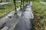 云南防草布报价及图片,果园用防草布好透水透气