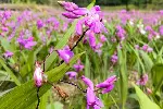 湖北本草臻源 白芨花蕾摘除集中养分养鳞茎