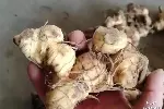 湖北本草臻源黄精三年轮作休耕减病害