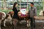肉牛催肥饲料纽泰壮-包被胍基乙酸肉牛去油塑型